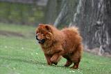 CHOW CHOW 713